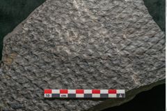 Foto (Detailansicht) von Lepidodendron sp.  (NHMW-GEO-2024-0188-11031)